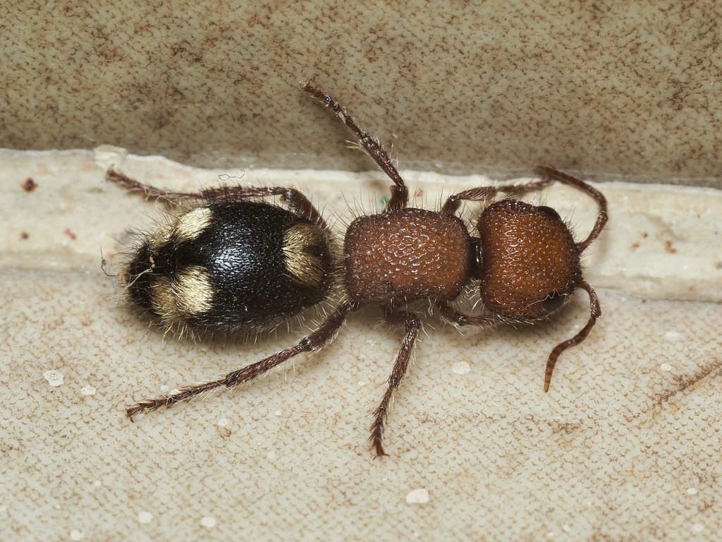 Five-spotted Velvet Ant