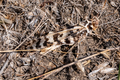 Dissosteira spurcata