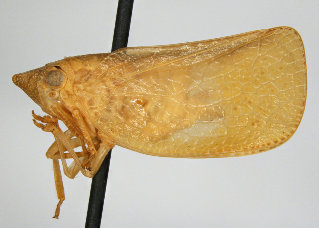 Acanalonia viriditerminata