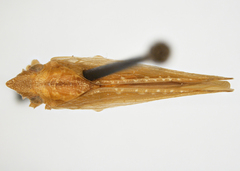 Acanalonia viriditerminata viriditerminata