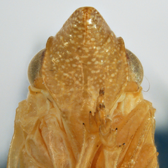 Acanalonia viriditerminata viriditerminata