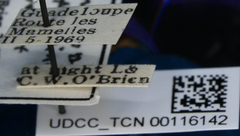 Acanalonia viriditerminata viriditerminata