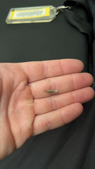 Agriphila straminella