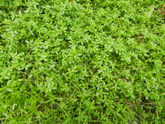 Callitriche cophocarpa