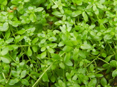 Callitriche cophocarpa