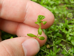 Callitriche cophocarpa