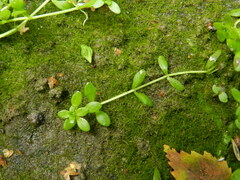 Callitriche cophocarpa