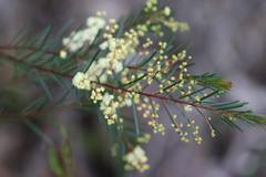 Acacia linifolia