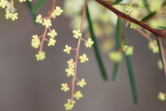 Acacia linifolia