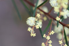 Acacia linifolia