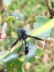 Mimocalla gigantea