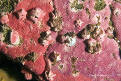 Stylantheca papillosa