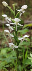 Habenaria clypeata