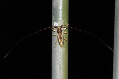 Acalolepta speciosa