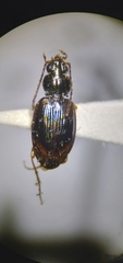 Bembidion iridescens