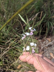 Diuris oporina