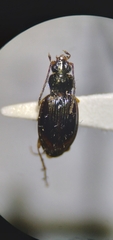 Bembidion iridescens