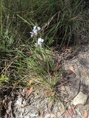 Diuris oporina