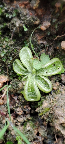 Pinguicula crenatiloba