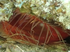 Ctenoides scaber