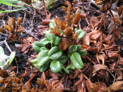 Gentianella stevenii