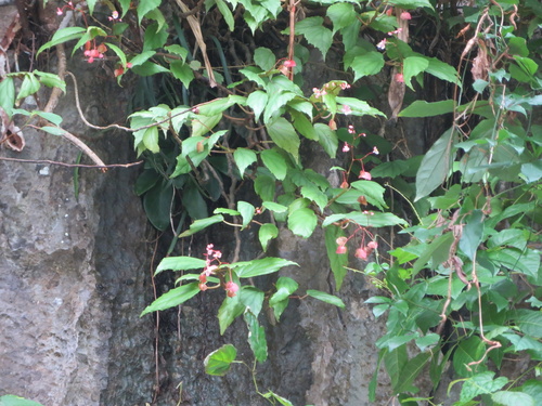Begonia boisiana