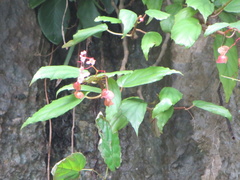 Begonia boisiana, photograph Neal Kelso, CC BY, iNaturalist via GBIF