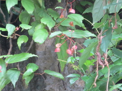 Begonia boisiana, photograph Neal Kelso, CC BY, iNaturalist via GBIF
