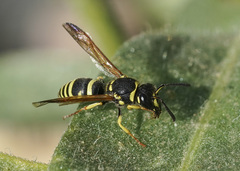 Ancistrocerus catskill