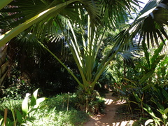 Corypha umbraculifera