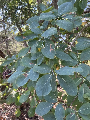 Cotinus obovatus