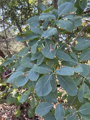 Cotinus obovatus