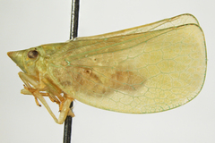 Acanalonia viriditerminata muscosa