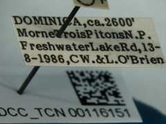 Acanalonia viriditerminata muscosa