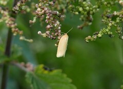 Zelotherses paleana