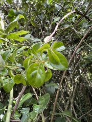 Salpichroa tristis