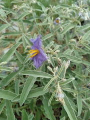 Solanum elaeagnifolium