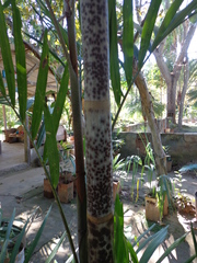 Hydriastele microcarpa