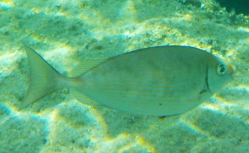 Sponge-encrusted Reef Fish Community
