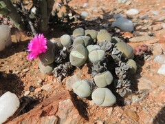 Cheiridopsis glomerata
