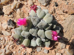Cheiridopsis glomerata