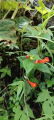 Achimenes heterophylla