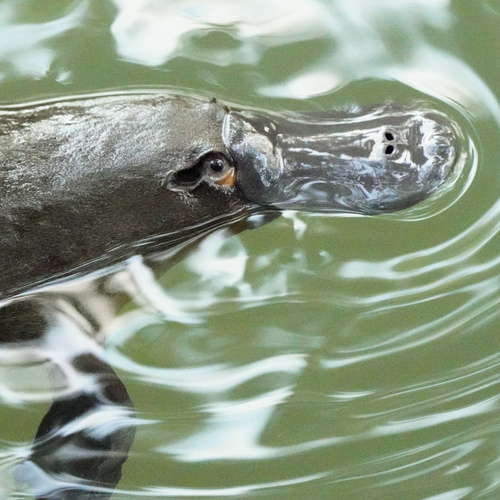 Platypus, Petrie Creek, Nambour, QLD, AU, photo 8 of 10