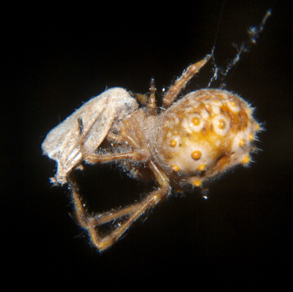 Akerman's Bolas Spider