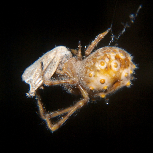 African Bolas Spiders (Genus Cladomelea) · iNaturalist