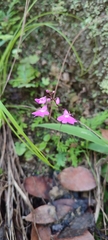 Epidendrum longicaule