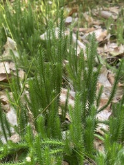 Lycopodium lagopus