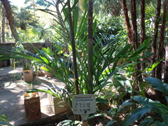 Hydriastele microcarpa