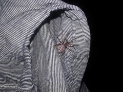 Gippsicola