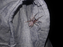Gippsicola